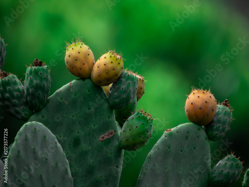 Foto A close-up botanical photograph capturing the vibrant green pads and ripening yellow-orange fruits of a prickly pear cactus (Opuntia ficus-indica) against a smooth, intensely blurred green background