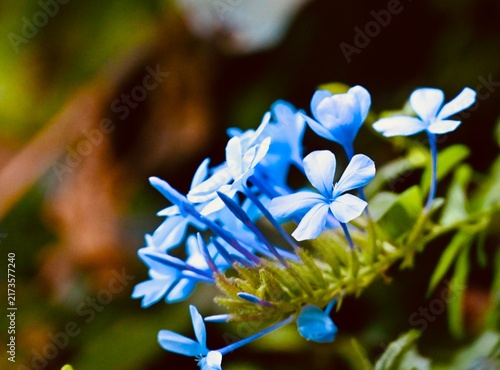 Obraz na plátně A macro photograph showcasing a cluster of delicate light blue plumbago flowers with slender tubes blooming on a green stem against a soft, dark background