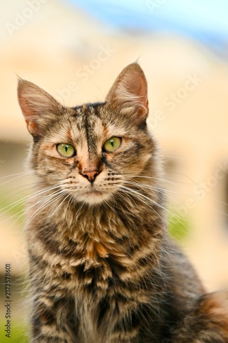 Принти на полотні a close-up portrait of a fluffy dark tabby cat looking forward with attentive green eyes against a soft-focus light-colored background