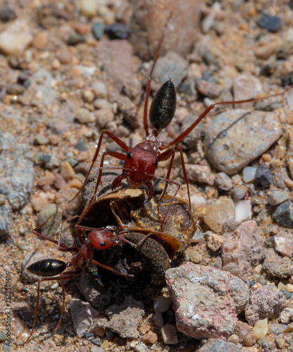 фотографія Two Cataglyphis bicolor desert ants cooperatively scavenging food item with rais