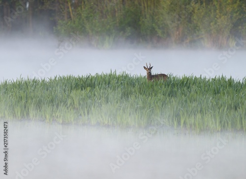 Roe deer (Capreolus capreolus), roe buck in winter coat, winter cover standing in a wet meadow, in a wetland biotope at a lake, morning mist, fog, wildlife, Lower Saxony, Germany