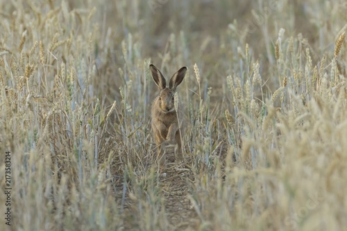 European brown hare (Lepus europaeus) juvenile baby leveret animal running in a farmland wheat field in summer, England, United Kingdom