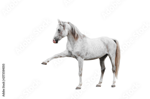 Grey Arabian thoroughbred horse doing Spanish walk isolated on white background