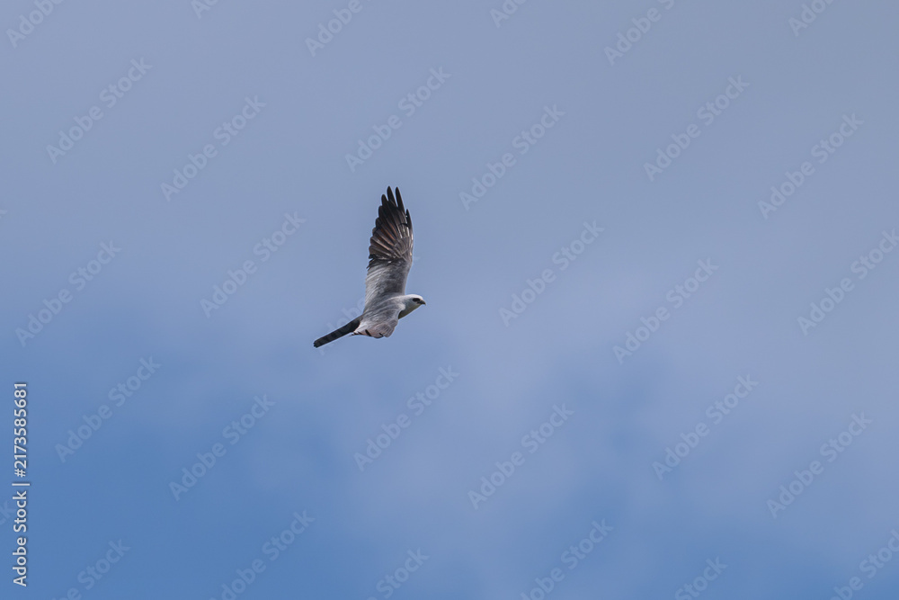 Obraz premium Closeup of a Mississippi kite in flight.