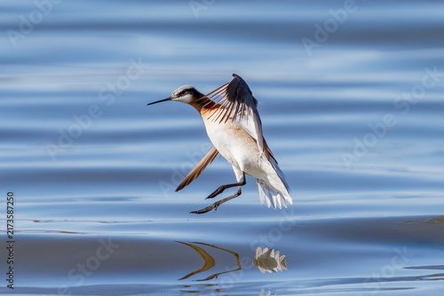 Foto A frozen action shot of a Wilson's Phalarope female suspended in mid air prior to landing on a reflective, calm lake