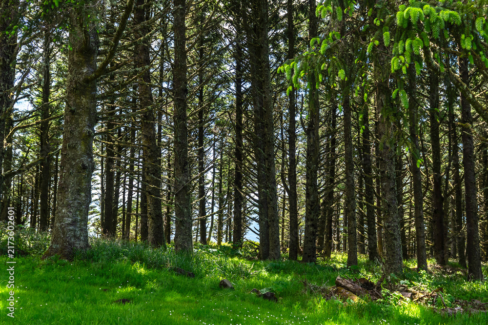 Obraz premium Oregon Coast path in the trees