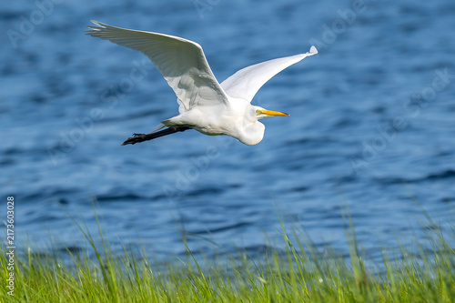 Greater Egret 