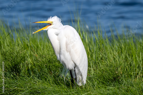 great white heron