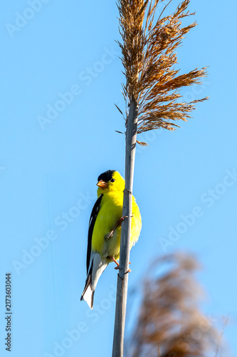 American Goldfinch