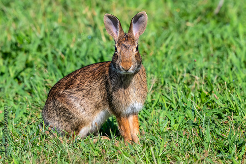 New England Cottontail