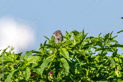 Song bird