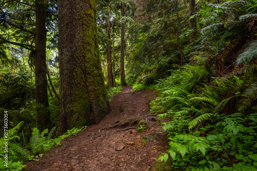 Oregon Coast path in the trees