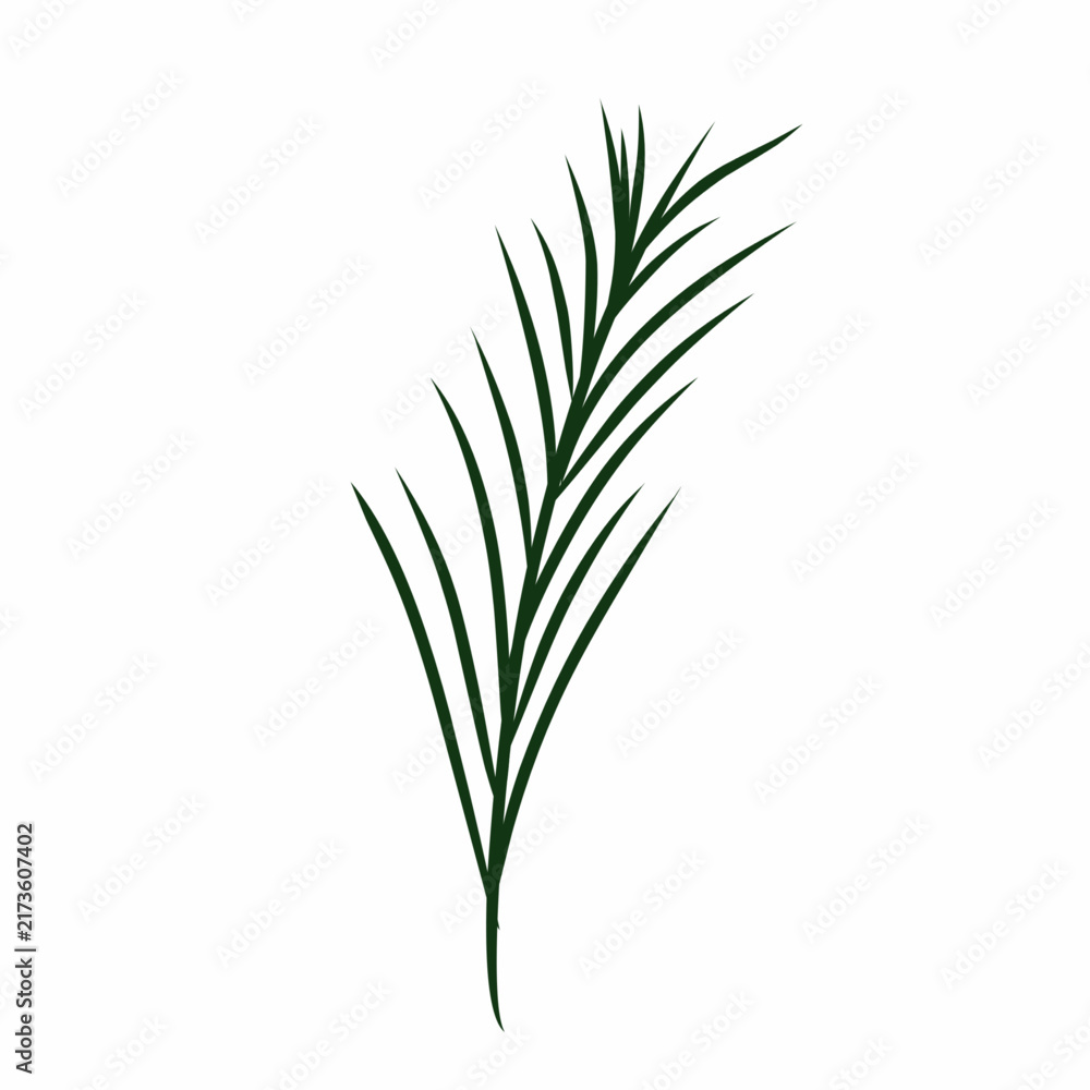 Fototapeta premium Green pine needle branch vector line art isolated on white background.