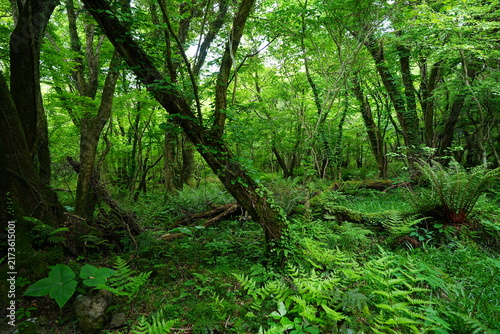 Cuadro en lienzo primeval forest with fresh ferns and old trees