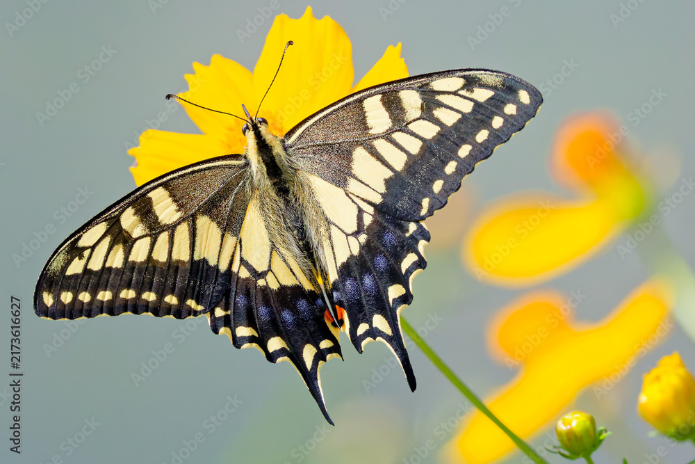 Obraz premium 翅の模様が綺麗なキアゲハ(Old World Swallowtail)