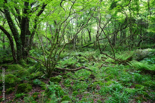 Photography primeval forest with fresh ferns and old trees