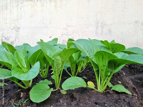 Canvastavla Fresh organic green mustard greens growing in fertile soil at a sustainable home garden farm