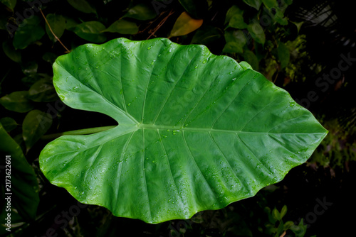 Large Tropical Green Leaf with Water Droplets After Rain