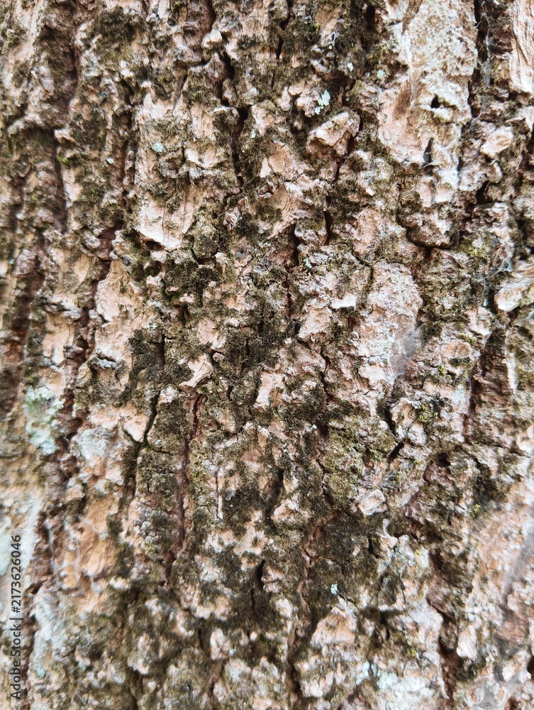 Fototapeta premium Close up texture of rough weathered tree bark with dark moss patches