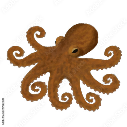 Photography octopus on white background