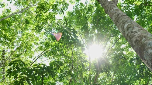 Warm sunlight shining through fresh green leaves creates a bright summer atmosphere, representing natural beauty, peaceful outdoor scenery, healthy environment, and refreshing seasonal sunlight.
