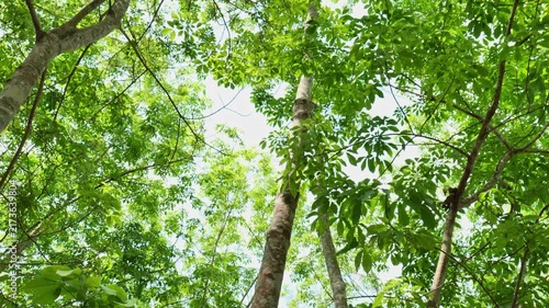 Bright summer sunlight filtering through a green tree canopy creates a refreshing and tranquil atmosphere, symbolizing natural energy, sustainability, wellness, climate, and the beauty of the outdoor 