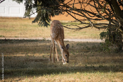 Spotted Fawn Eating a Fallen Apple Under Tree Shade