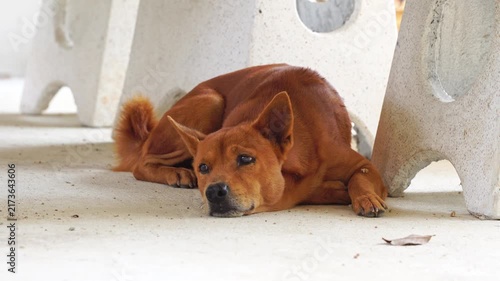 Thai brown dog standing in a garden and farm area, representing a loyal companion for farmers, property protection, rural life, agricultural security, and traditional countryside living.