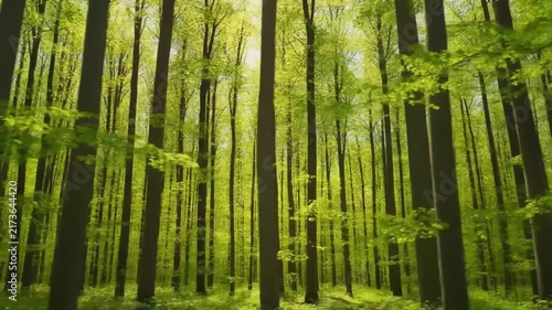 Sunlight filters through vibrant green trees in this immersive forest motion video for nature backgrounds