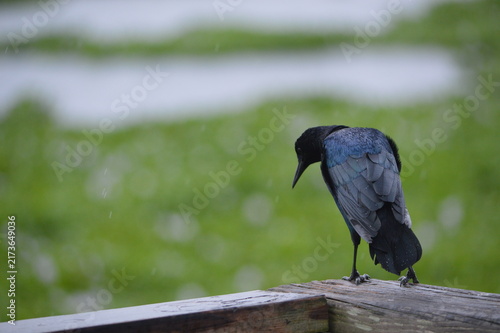 Florida Wildlife Boat-tailed Grackle Shows Off