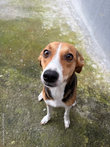 Fotografie jack russell terrier