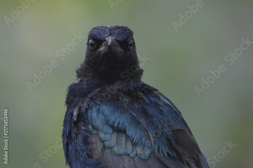 Florida Wildlife Boat-tailed Grackle Royal Portrait