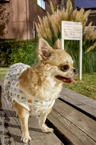 Obraz na plátne chihuahua dog sitting on a bench