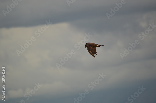 Florida Wildlife Snail Kite Hunts Over Payne's Prairie State Park