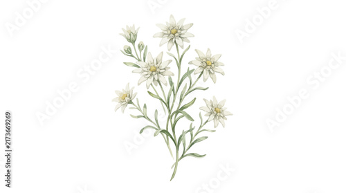 Isolated white alpine flowers with green stems