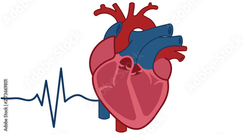 Anatomical heart cross section with ekg monitor heartbeat line in flat vector illustration for cardiology medical services