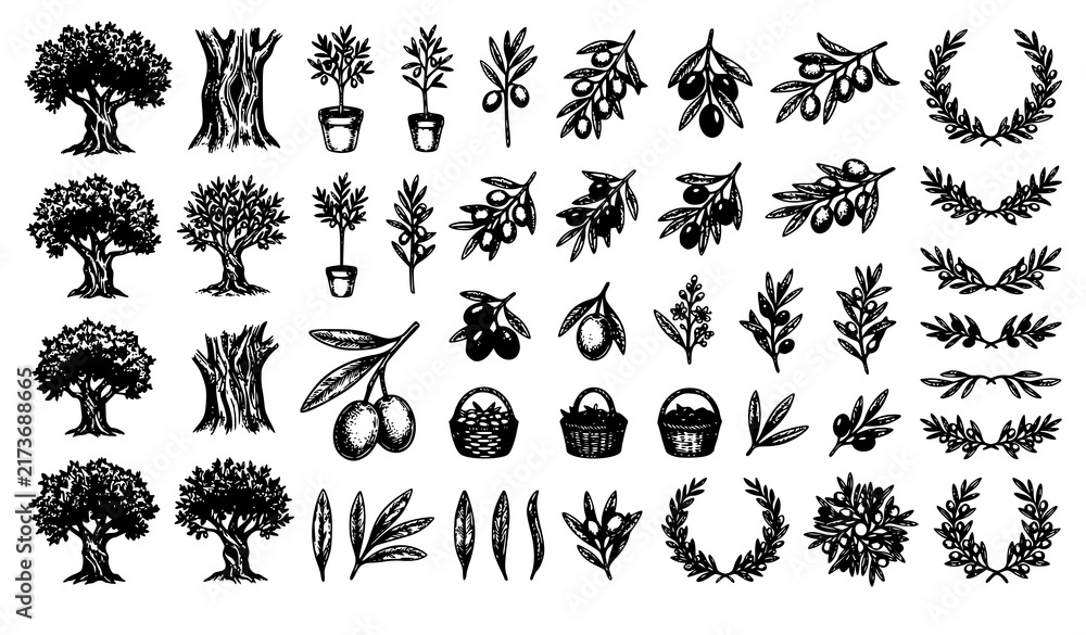 Fototapeta premium Olive Tree Branch Fruit Mediterranean Harvest Botanical Hand Drawn Vector Collection