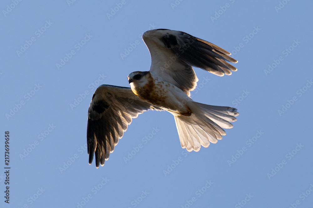 Obraz premium Close view of a juvenile white-tailed kite flying, seen in the wild in North California 