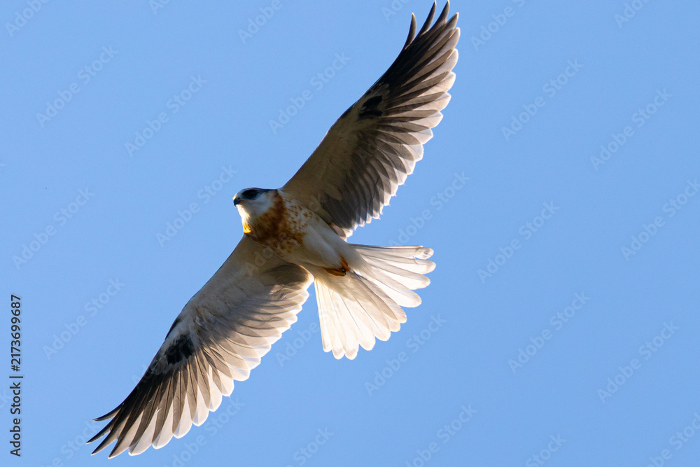 Obraz premium Close view of a juvenile white-tailed kite flying, seen in the wild in North California 