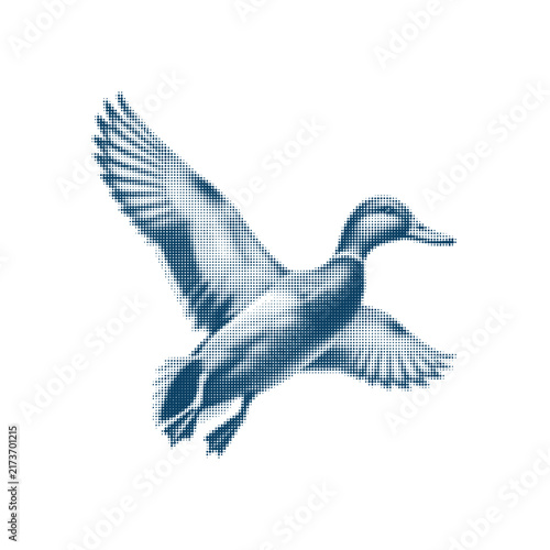 Vintage style engraving of a flying mallard duck illustration.