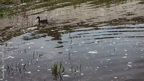 Mallard duck (Anas platyrhynchos). A wild duck swims on the surface of the water with white foam and ripples