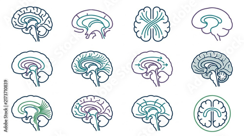 Detailed Brain Anatomy Line Art Collection.