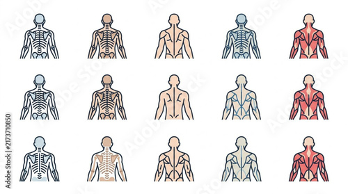 Colorful Human Anatomy Muscle and Skeleton Illustrations.