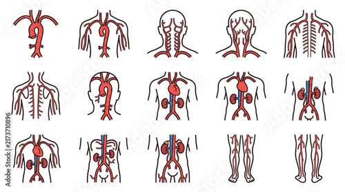Human anatomy illustration showing internal organ systems.
