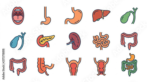 Foto Colorful Illustrated Human Digestive System Organs.