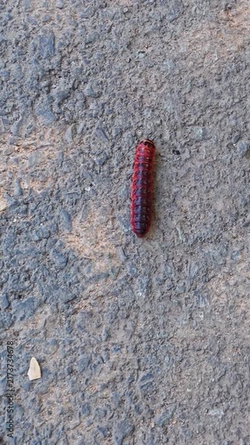 Red millipede crawling across rough gray stone