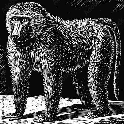 Photography Three wise monkey chimpanzee see hear speak no evil vintage engraving