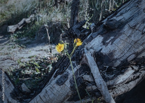 
Photograph of a flowering sow-thistle on a dead tree on the Baltic Sea coast.