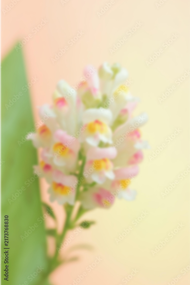 Fototapeta premium Soft Focus Pink and White Wildflowers with Pastel Background