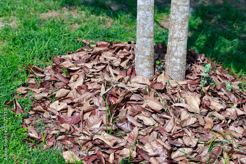 Konstfotografi Dry fallen leaves used as natural mulch around a tree to retain moisture, suppre